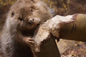 beaver removal richmond va