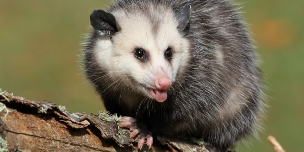 richmond opossum removal services