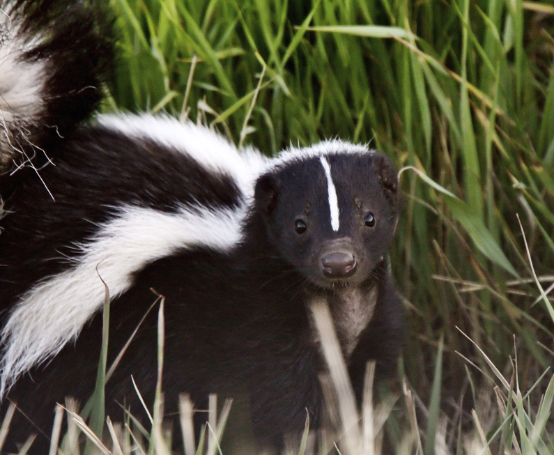 skunk removal and control