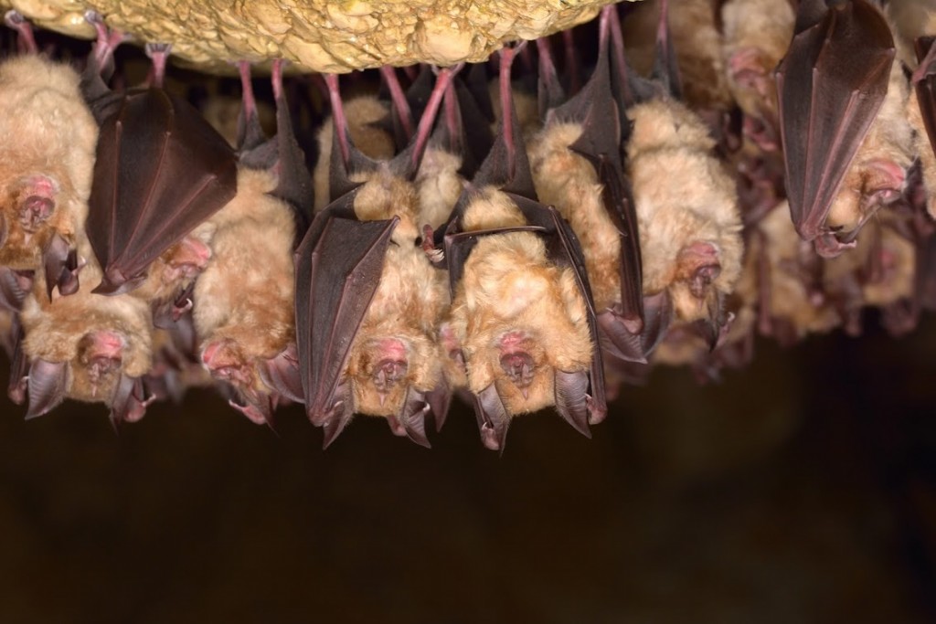 richmond bat removal services
