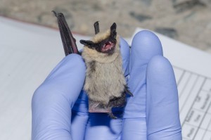 bat removal richmond va