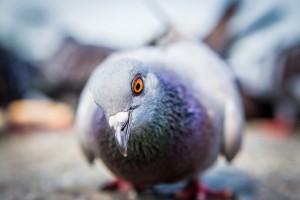 richmond bird removal services - pigeon removal