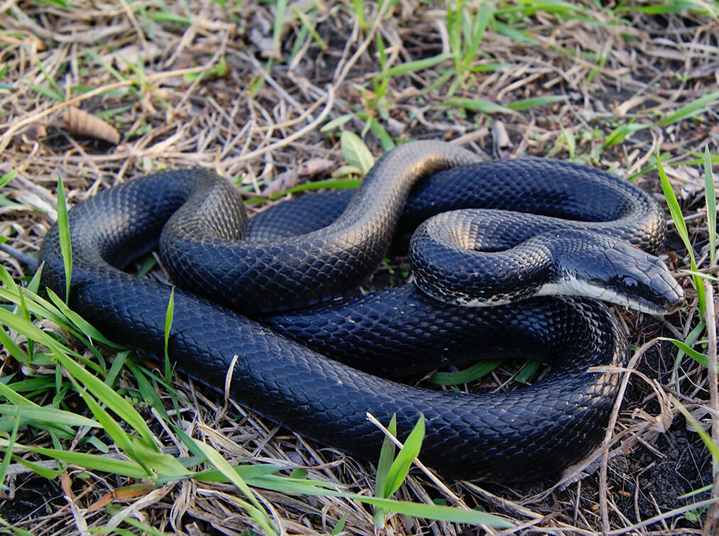 richmond snake removal services - black rat snake