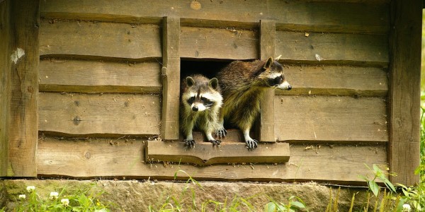richmond raccoon removal services