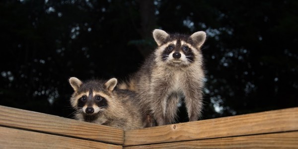 raccoons in attic richmond va