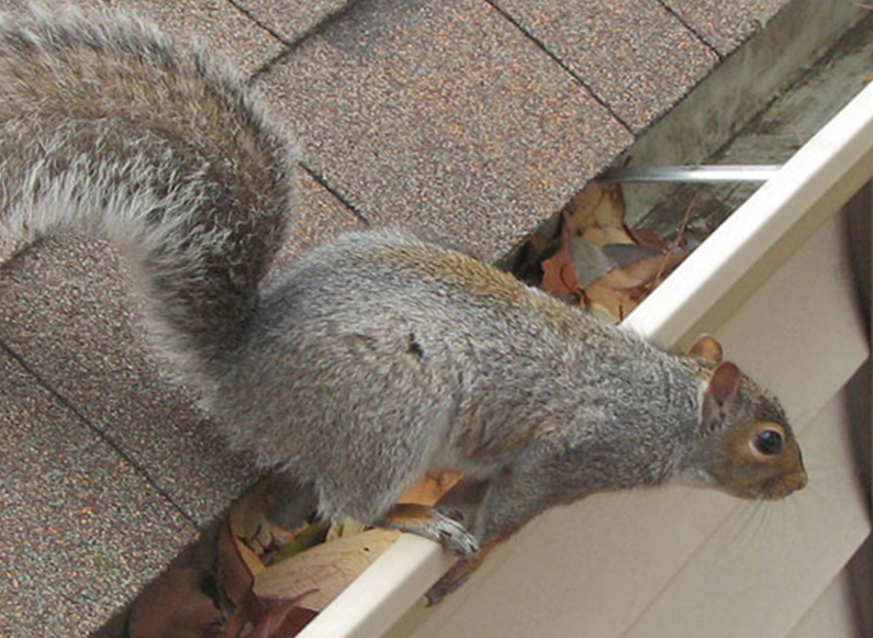 richmond squirrel removal services - richmond va
