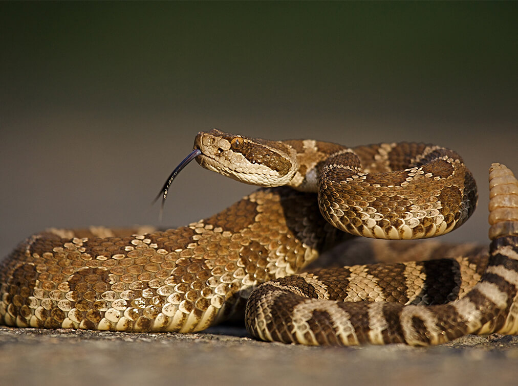richmond snake removal - rattlesnake